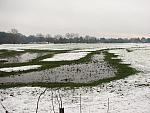 Richmond meadow
