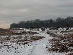 Richmond Park