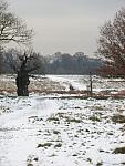 Richmond Park