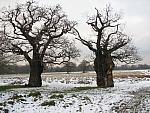 Richmond Park