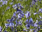 Bluebell (detail)