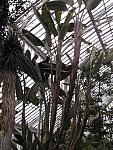 Banana tree, Temperate House