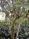 Detail, Temperate House