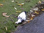Duck!!