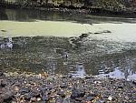 Moorhen