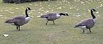 Waterfowl