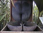 The world's largest seed pod