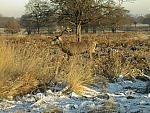 Snow and Deer in Richmond park