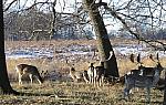 Snow and Deer in Richmond park