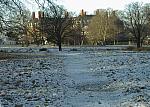 Snow and Deer in Richmond park